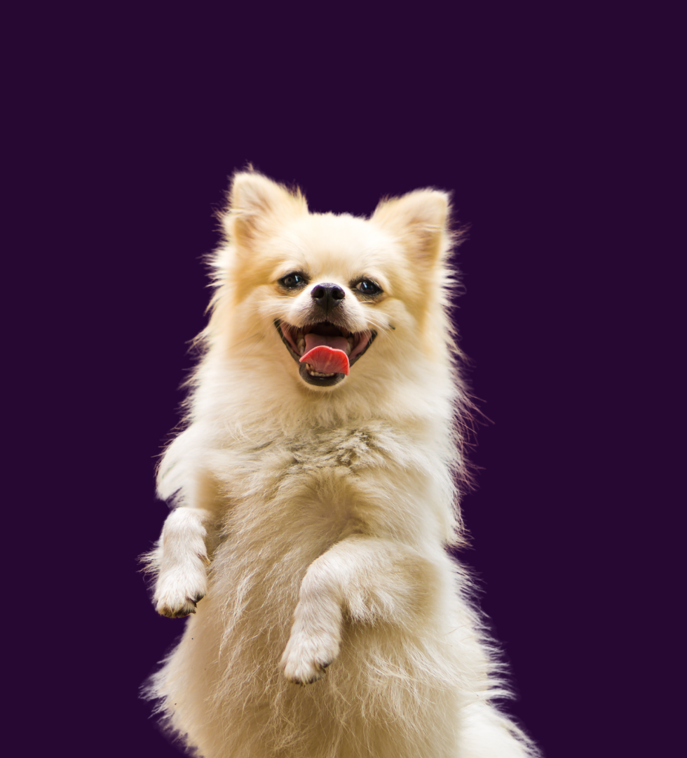 webcitypet fundo site